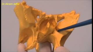 Osteology of the Skull 9 Sphenoid Bone [upl. by Aneg]