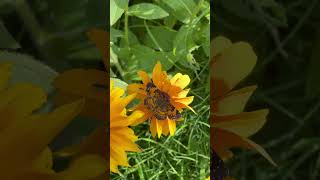 Silvery Checkerspot butterflies on Rudbeckia Hope you enjoy this short video butterfly [upl. by Mcclure]