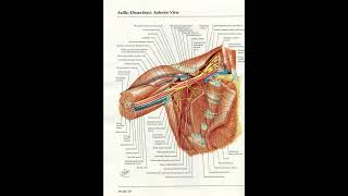 Orthopaedic Case Presentation Plate 30 [upl. by Teirtza]