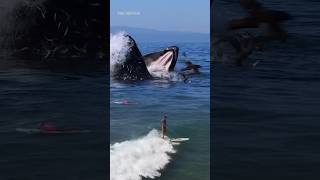 Surfers Approach Giant Whales Up Close [upl. by Idissac]