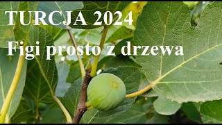 Turcja 2024 Figi prosto z drzewa [upl. by Snave]