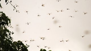 Swarm of dragonflies flying in the sky and woods [upl. by Robbin]