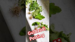 How to potting small saplings of Chrysanthemum  Guldaudi gardening nature shorts flowergardenin [upl. by Thatch]