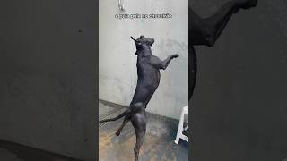 Sou um pitbull fitness caminho pulo e corro 💪 e tomo proteína Muscle Dog Organnact 💛 cachorro [upl. by Ming]