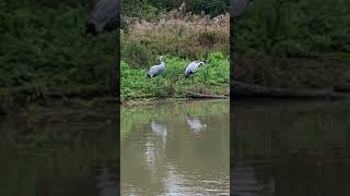 Storks at Slimbridge WWT [upl. by Onitsuaf266]