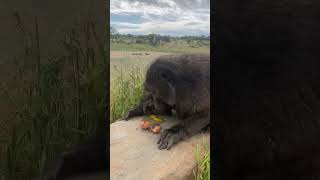 This Baboon LOVES to get her protein egg monkey protein animallover nature [upl. by Julianna]