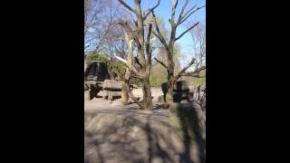 Hagenbecks Tierpark  PavianGehege [upl. by Regen]