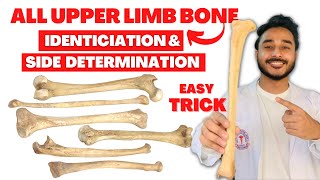 All upper limb bone side determination  All upper limb bone identification  identification of bone [upl. by Leber]