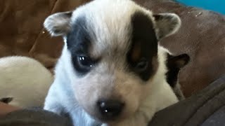 Baby Bluey puppies Australian Cattle Dog puppies wiggling around 😍 [upl. by Shaylah882]