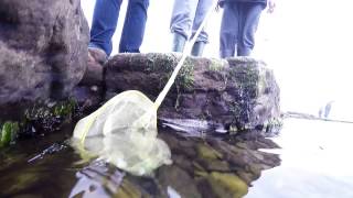 Crab hunting at rock pools Roome Bay Crail [upl. by Odell]