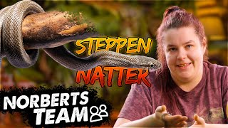 STEPPENNATTER  NORBERTS TEAM  Zoo Zajac [upl. by Gibbs715]