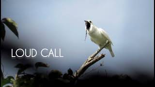 The Loudest Bird on Earth  White Bellbird Loud Calling  High Quality Sound [upl. by Maximilien]