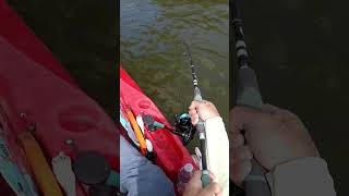 The sheepshead fish are loving my fiddler crab bait sheepsheadfishing [upl. by Ayadahs]