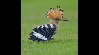 Hoopoe in West Yorkshire  1 October 2020 [upl. by Ydrah]