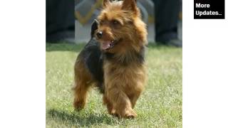 Terrier Dog Breed Types Picture Ideas  Australian Terrier [upl. by Anivel]