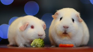 Guinea Pig Looks Stunned Whilst Eating Food [upl. by Arima]