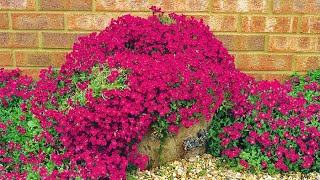 How to Plant Ground Cover Aubrieta Summer Garden Guide [upl. by Ranitta]