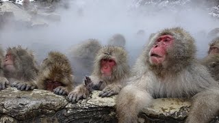 MONOS DE LA NIEVE MACACO JAPONES [upl. by Duhl]