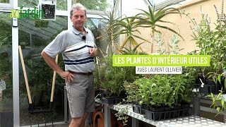 PLANTES DINTÉRIEUR UTILES😃Pour la DÉCO la CUISINE le SOIN ou le PARFUM [upl. by Eldwin]