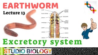 Class 11Zoology LecturesDiscuss Excretory system Types of nephridia ampstructure in Earthworm213 [upl. by Odarnoc235]