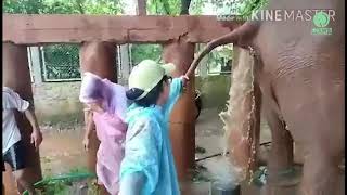 Vet work at Elephant Nature Park Expect the Unexpected  ElephantNews [upl. by Soule]