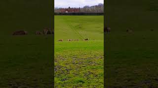 Bucklebury Farm Park [upl. by Lartnom]