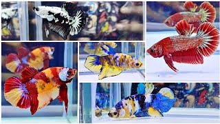 THAILAND IMPORTED BETTA FISH CATALOGUE 2024  QUALITY BETTA FISH 🔥 ALL OVER INDIA DELIVERY POSSIBLE [upl. by Scotti735]