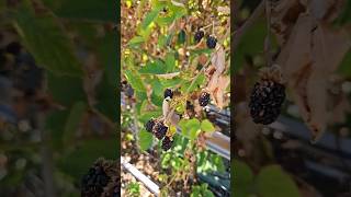 Total loss on blackberries due crazy summer temperatures [upl. by Eseerehc]