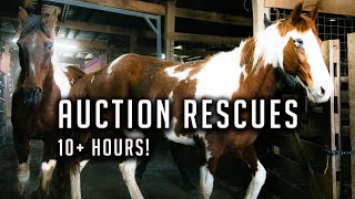 10 Hours of Saving Horses From Slaughter [upl. by Maibach267]