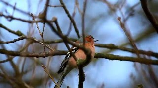 Chaffinch calling [upl. by Natehc]