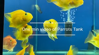 One Minute Video series EP 2  Blood Parrot Fish Tank [upl. by Neumark761]