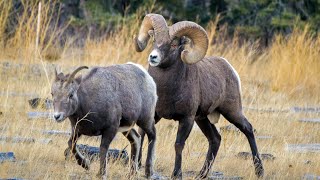 The Bighorn Rut is Coming [upl. by Teilo]