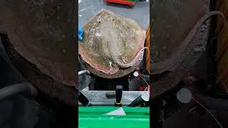 watch my live removing stingray skin [upl. by Honna]