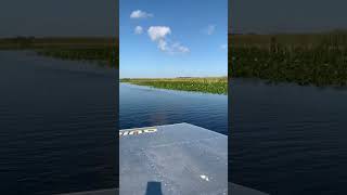 Airboat speed trail fun at Everglades Holiday Park [upl. by Olia391]