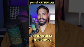 इच्छाधारी Caterpillar  Hemeroplanes triptolemus short shorts ytshorts [upl. by Joerg504]