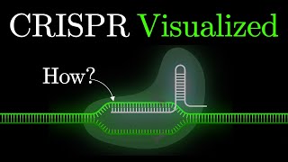 But what is CRISPRCas9 An animated introduction to Gene Editing some2 [upl. by Rodman127]