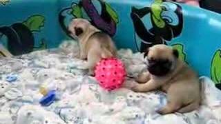 Pug Puppies So Cute [upl. by Garrett610]