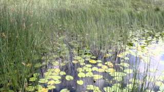 BOBIJA  CRNA GORA  SKADARSKO JEZERO  MONTENEGRO [upl. by Zsa Zsa]