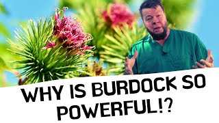 Burdock Cures EVERYTHING But Why [upl. by Novit]