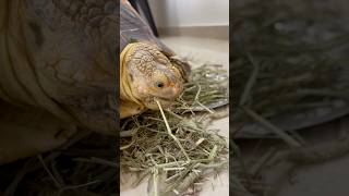 Feeding Timothy Hay… tortoise sulcata pets hyderabad [upl. by Hubsher]