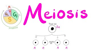 Meiosis  Cell Division  Biology Series for MCAT DAT GSCE ACT SAT AP Biology [upl. by Donald361]