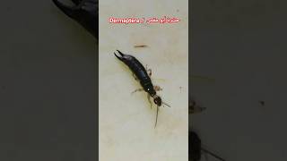 أبو مقص أو إبرة العجوز أو ثاقبة الأذن Dermaptera  Earwig أبومقص Dermaptera حشرات earwig [upl. by Ycak]