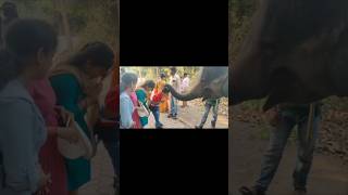 Haathi Mere Saathi🐘devotionalsong love bhubaneswar odishaanimallover [upl. by Calvina]