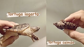 Diferencias entre tortuga lagarto Chelydra serpentina y tortuga caimán Macrochelys Temminckii [upl. by Estey]