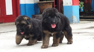 Double Coat German Shepherd Straight Back Puppies Ready for Sale GSD Puppies amp Adults Available [upl. by Tatum]