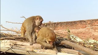 Hanuman monkey  Langur monkey  Langur hanuman  Dheeraj uncle [upl. by Clemmy]