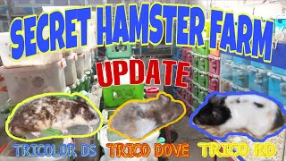 UPDATE ON SECRET HAMSTER FARM IN SAN JOSE DEL MONTE BULACAN [upl. by Joice162]