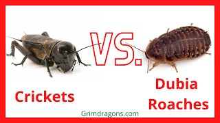 Dubia Roaches vs Crickets For Bearded Dragon  Which One is Best [upl. by Macmahon176]