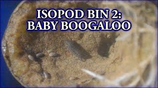 Isopod Bin 2 Baby Boogaloo [upl. by Anelrahs231]