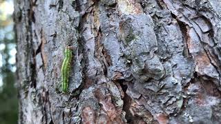 Caterpillar climbing up a tree [upl. by Junia]